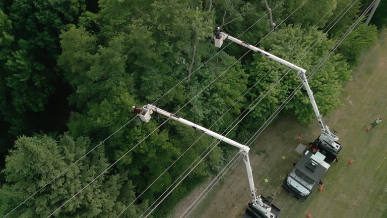 Best Palm Tree Trimming  in Lafayette, TN